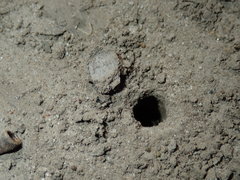Portacosa cinerea