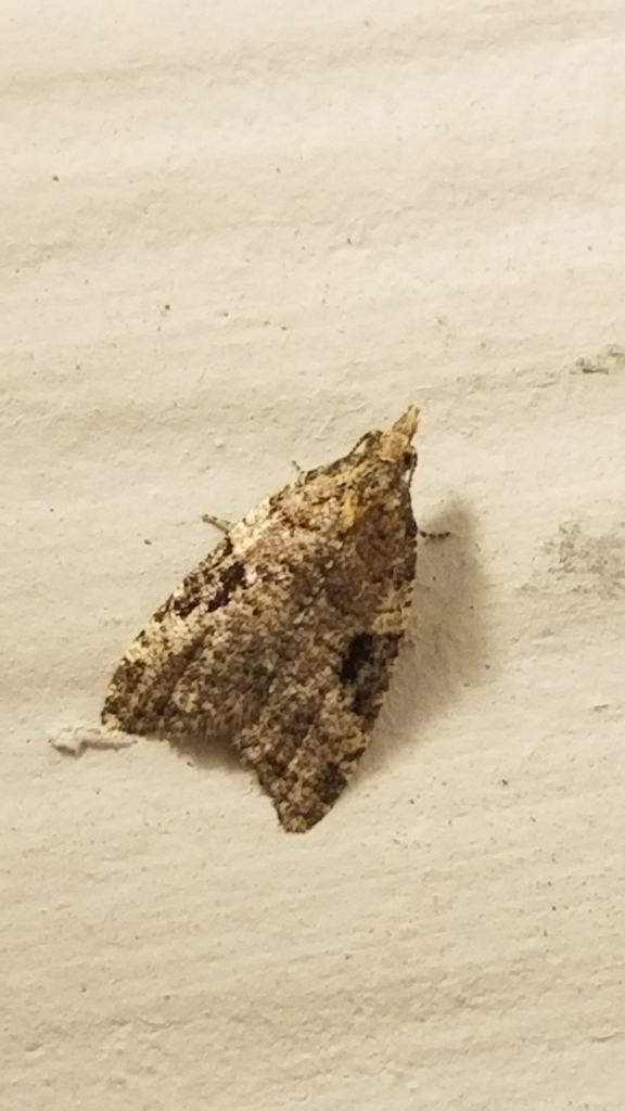 Triangular Anopina