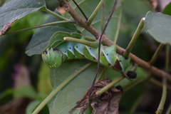 Lepidoptera