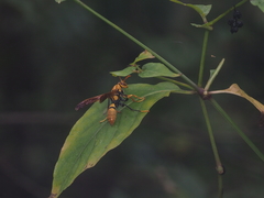 Polistes diabolicus