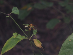Polistes diabolicus