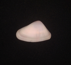 Donax punctatostriatus