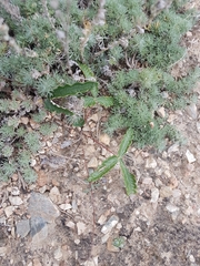 Potentilla leucophylla