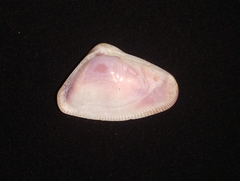 Donax punctatostriatus