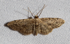 Pimaphera sparsaria