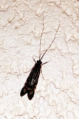 Macrostemum zebratum