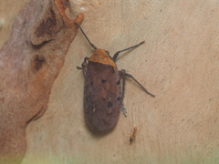 Penthicodes atomaria