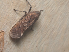Penthicodes pulchellus