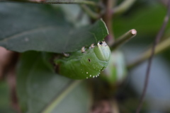 Lepidoptera