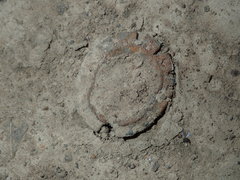 Portacosa cinerea