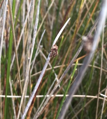 Schoenoplectus triqueter