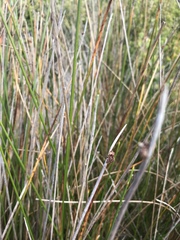 Schoenoplectus triqueter