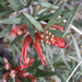 Grevillea juniperina allojohnsonii - Photo (c) Lise Kool, some rights reserved (CC BY-NC)