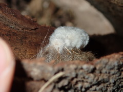 Iropoca rotundata