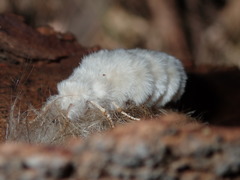 Iropoca rotundata