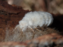 Iropoca rotundata