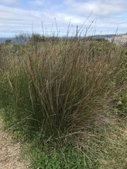 Schoenoplectus triqueter