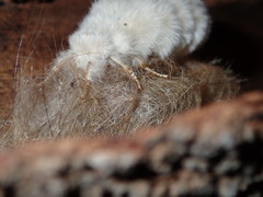 Iropoca rotundata