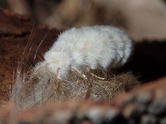 Iropoca rotundata