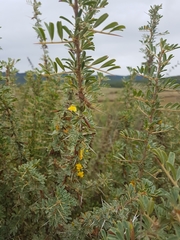 Caragana spinosa