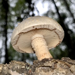 Pholiota heteroclita