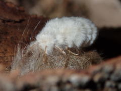 Iropoca rotundata