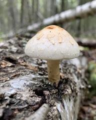 Pholiota heteroclita