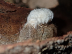 Iropoca rotundata