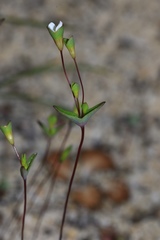Phyllangium divergens