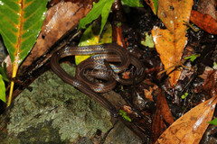 Calamaria pavimentata