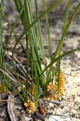 Lomandra caespitosa
