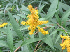 Solidago gigantea