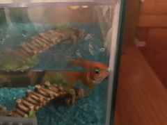 Nematanthus gregarius