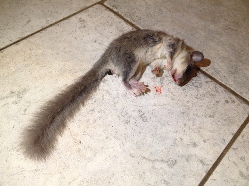Glis glis