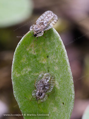 Galeatus spinifrons