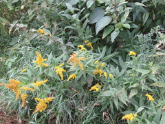 Solidago gigantea