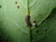 Puccinia malvacearum