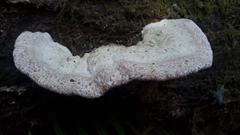 Calcipostia guttulata