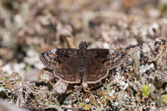 Erynnis lucilius