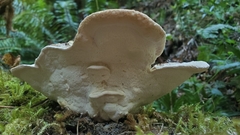 Calcipostia guttulata