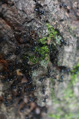 Lasius spathepus