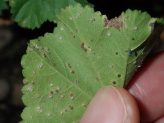 Puccinia malvacearum