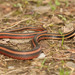 Maki's Keelback - Photo (c) Yu Ching Tam, some rights reserved (CC BY-NC-ND), uploaded by Yu Ching Tam