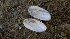 Unio elongatulus