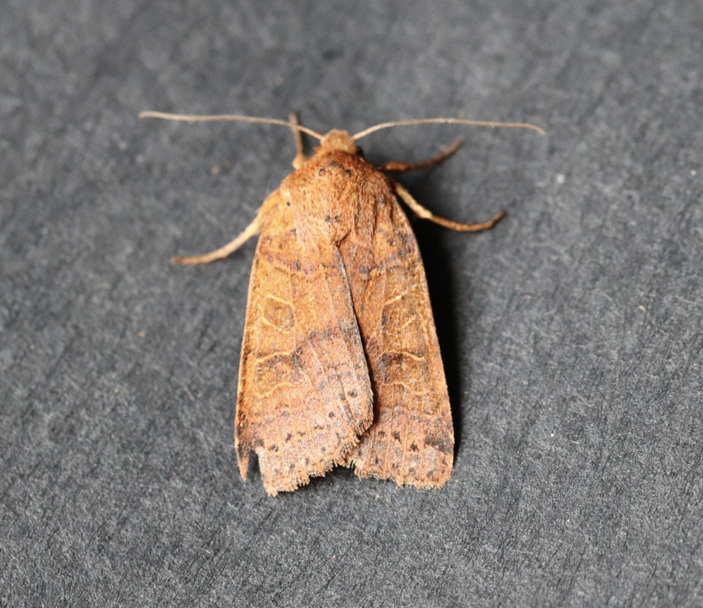 Agrochola nitida
