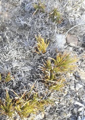 Ficinia overbergensis