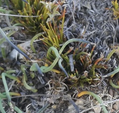 Ficinia overbergensis