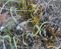 Ficinia overbergensis