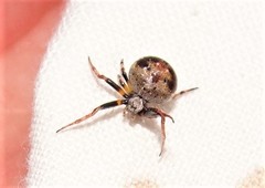 Araneus rotundulus