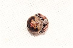 Araneus rotundulus